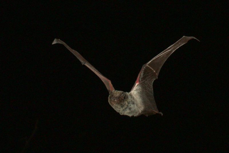 Hawaiian Hoary Bat (ʻŌpeʻapeʻa)