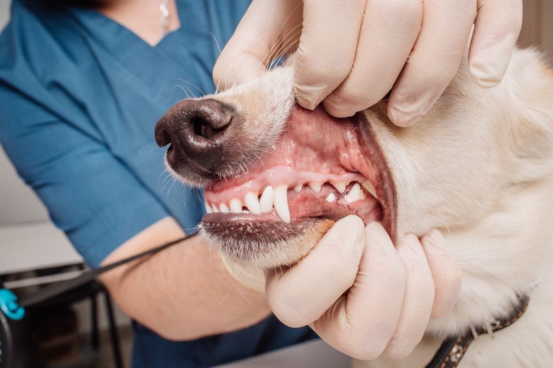 2. Your Pet’s Teeth Look Cared For