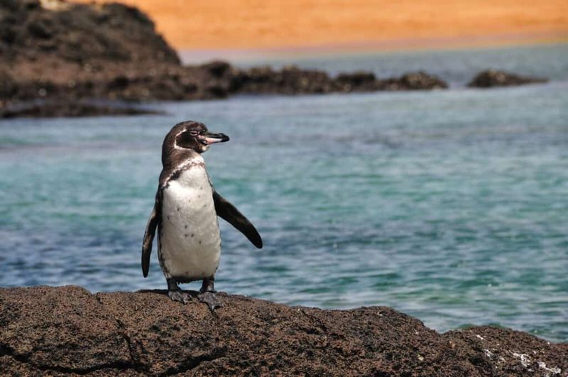 Smallest Penguin Species