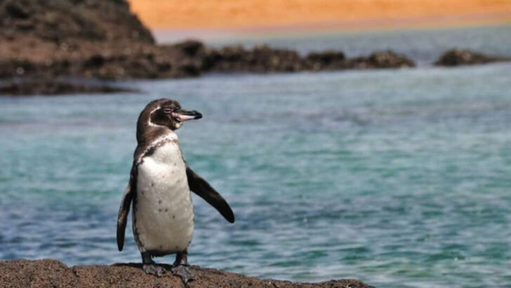 10 Amazing Facts About the Galápagos Penguin, the Only Tropical Penguin