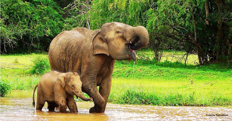 Elephant Matriarchs