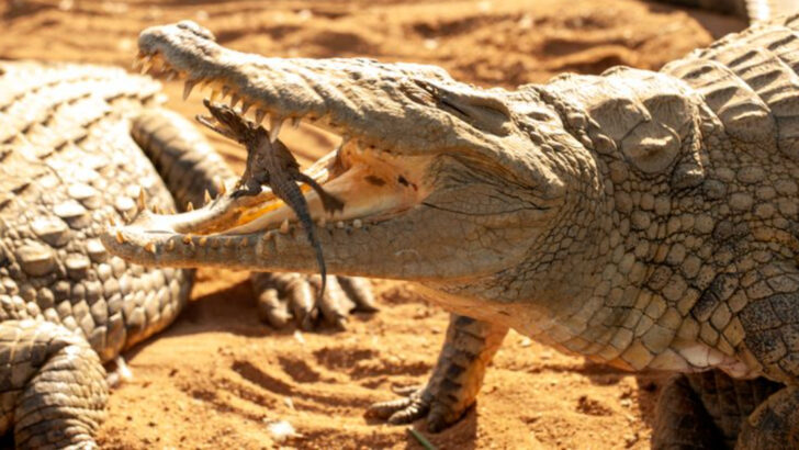 10 Animal Mothers Who Risk Everything for Their Babies