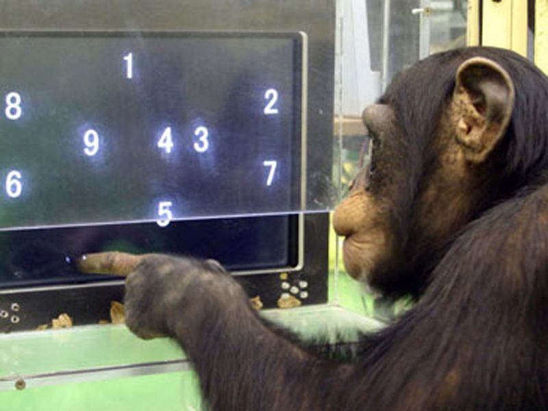 Chimpanzees