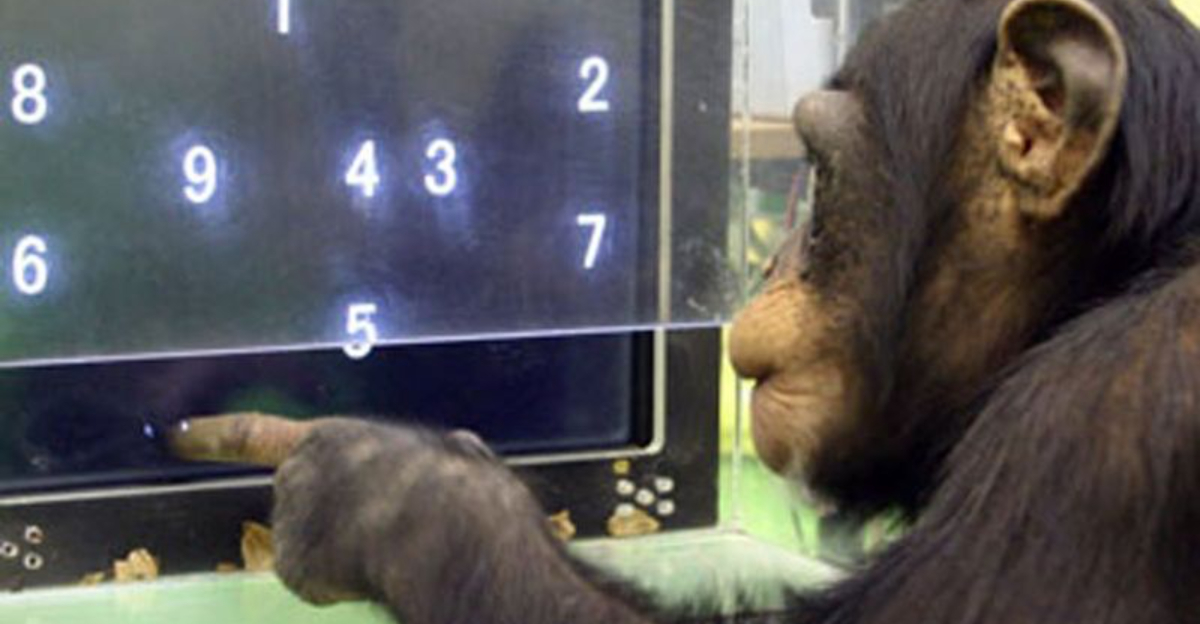 10 Animals That Understand Numbers β And Their Math Skills Might ...
