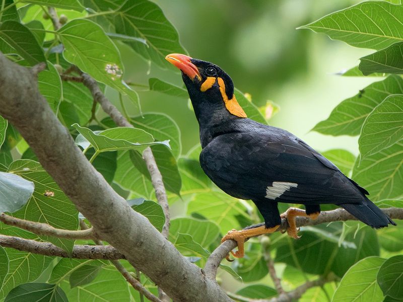 Hill Myna