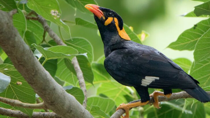 10 Birds That Can Talk—And You’ve Probably Never Heard of Them