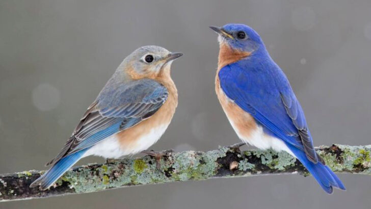 10 Birds That Change Color as They Mature