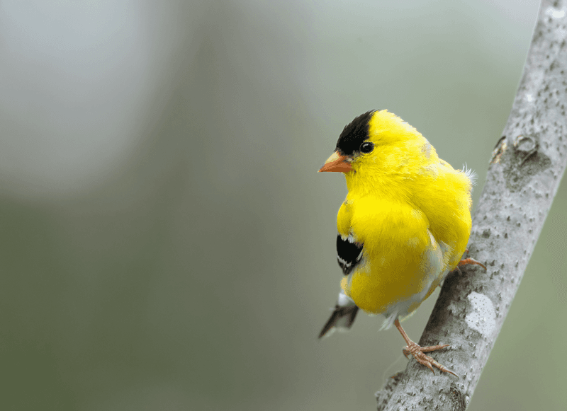American Goldfinch