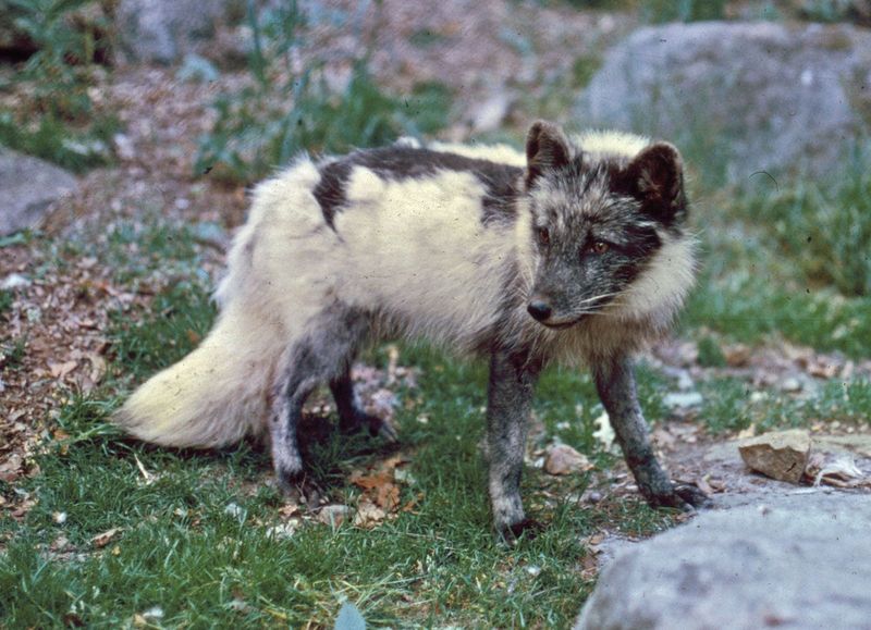 The Arctic Fox