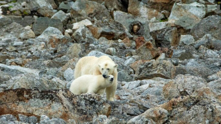 10 Creatures That Are Adapting to Climate Change in the Weirdest Ways