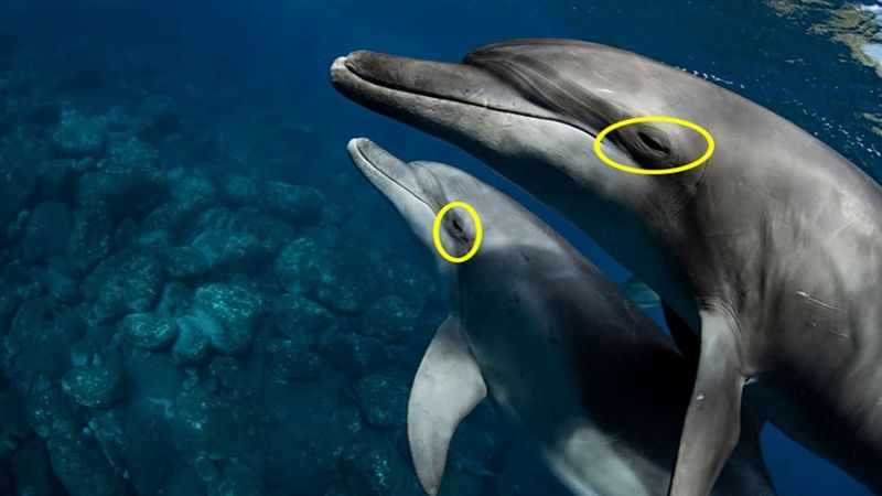 Dolphin
