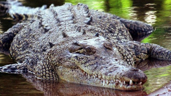 10 Creatures That Sleep With One Eye Open—Literally
