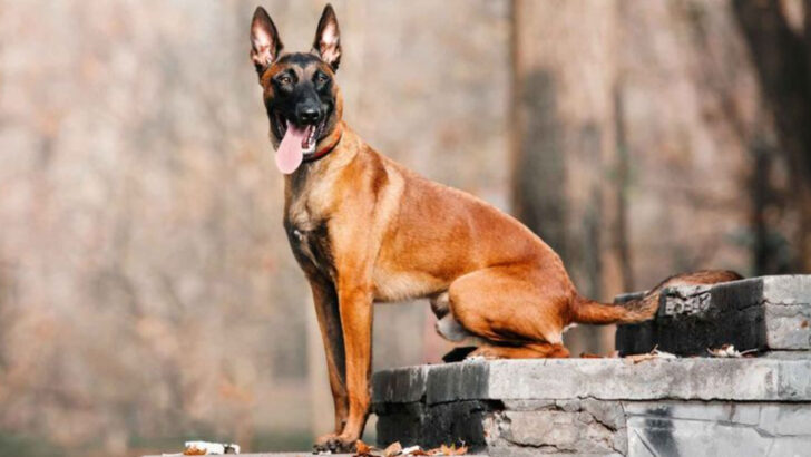 10 Dog Breeds That Will Defend Your Home Without Hesitation