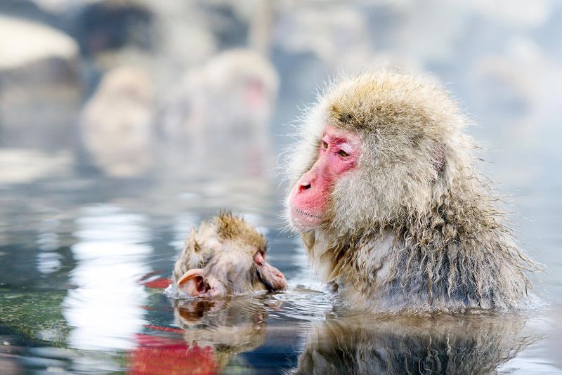 Japanese Macaque