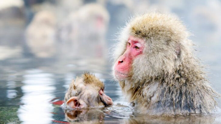 10 Fascinating Animals You Can Spot in Japan—and 4 That Are Nearly Impossible to Find