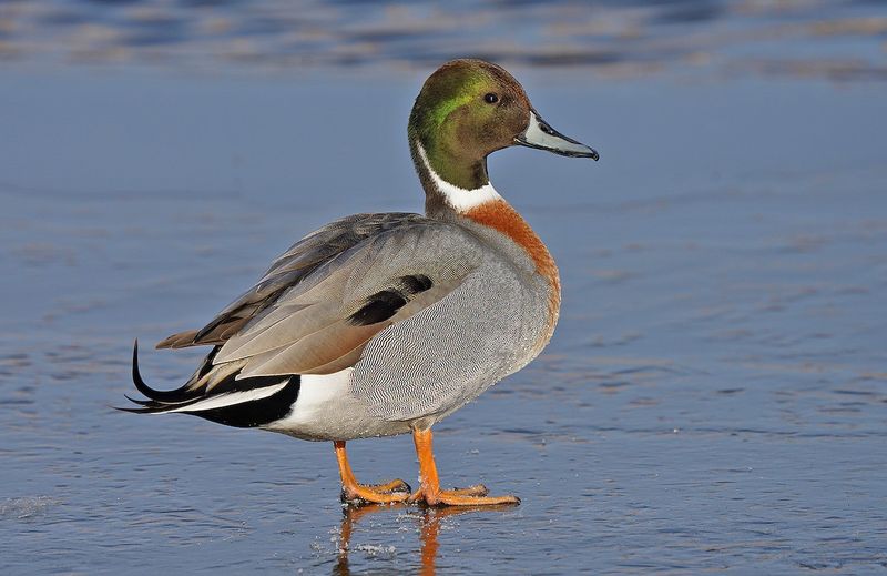 Mallard x Northern Pintail