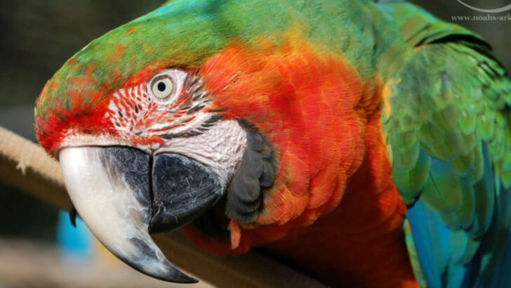 10 Fascinating Bird Hybrids You Didn’t Know Existed