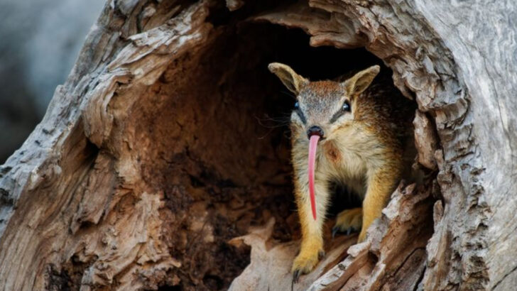 10 Fascinating Facts About the Numbat—Australia’s Termite-Eating Marvel