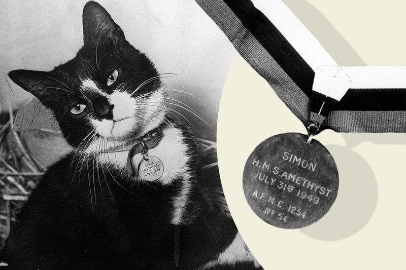 Simon, the Decorated Naval Cat