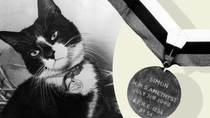 10 Fascinating Tales of Cats Who Sailed Through History