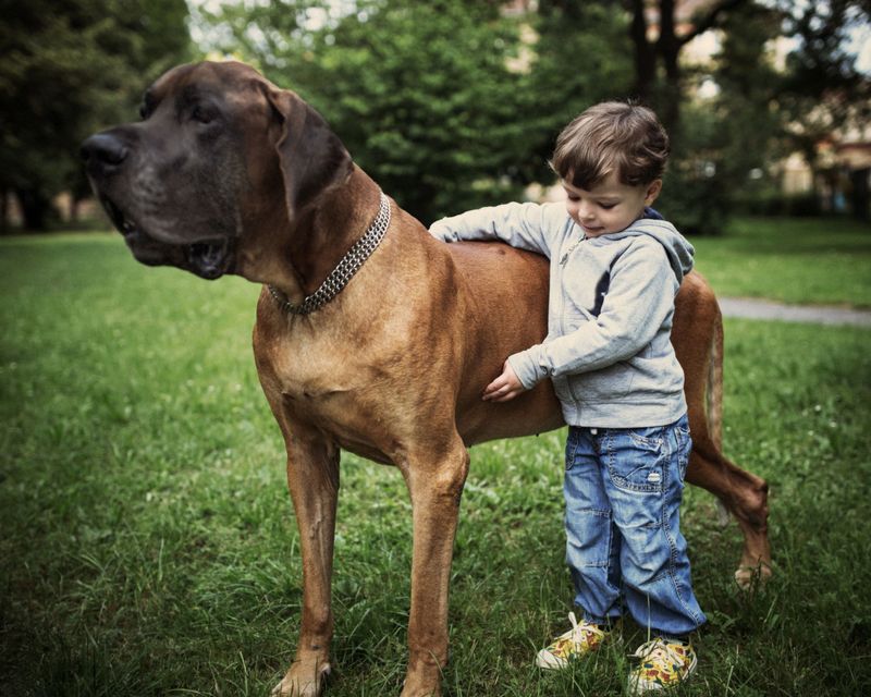 Great Dane