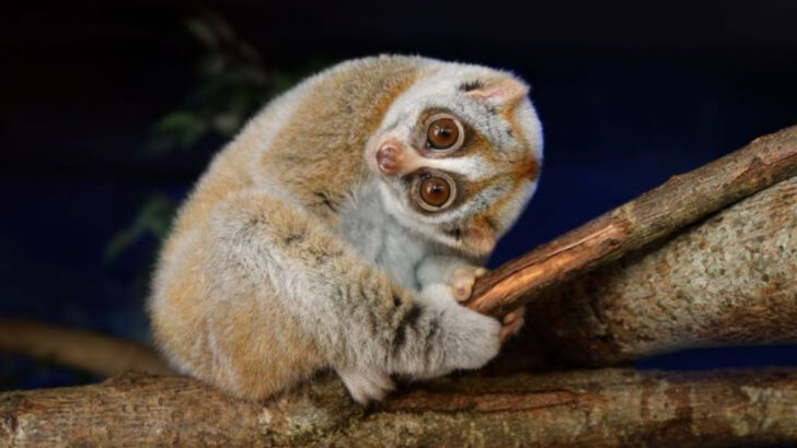 10 Fierce-Looking Creatures That Are Gentle—and 6 That Only Pretend to Be