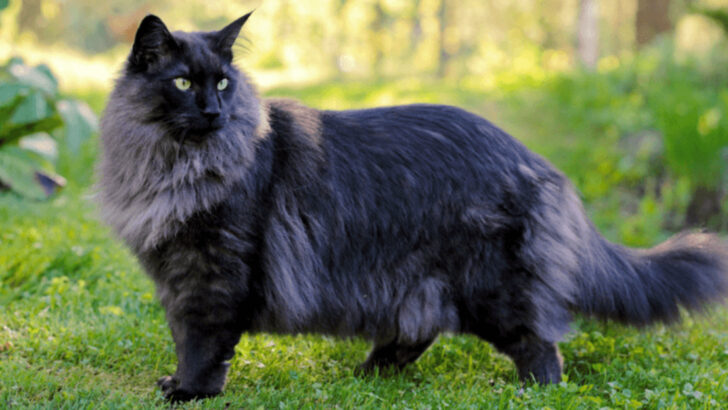 10 Gorgeous Black Cats That Make Perfect Indoor Companions (And 5 Ridiculous Superstitions They Still Face)