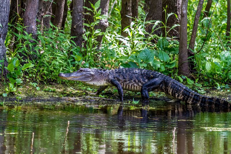American Alligator