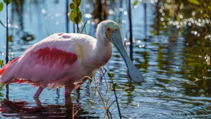 10 Incredible Animals Native to Florida—and 5 That Are Surprisingly Rare