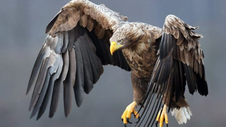 10 Majestic Eagles Around The World Known for Their Impressive Size