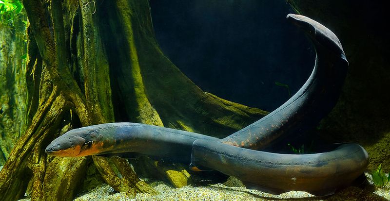 Electric Eel's Shock
