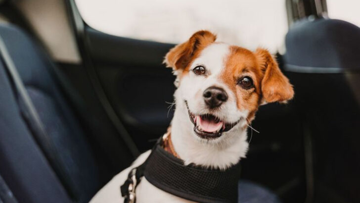 10 Must-Know Tips for Stress-Free Travel With Your Dog