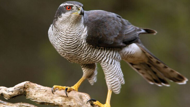 10 Predatory Birds That Spot the Smallest Movements From the Sky