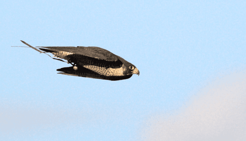 Peregrine Falcon