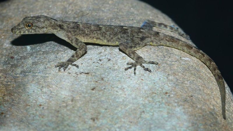 Diurnal Gecko