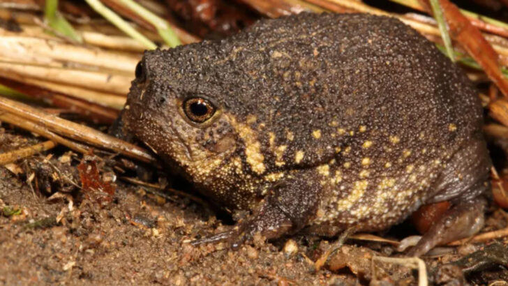 10 Rare Species Scientists Just Discovered—and What They Mean for the Planet