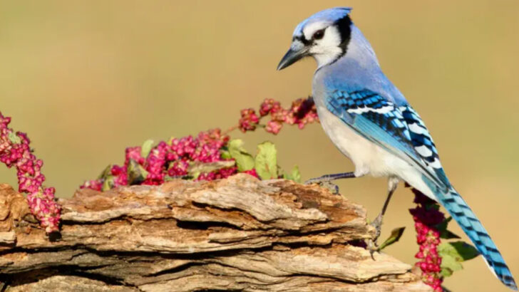 10 Reasons The Blue Jay Is One of America’s Most Beloved Birds