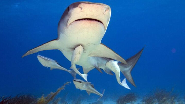 10 Reasons Why the Remora Fish Is One of the Ocean’s Most Unique Creatures