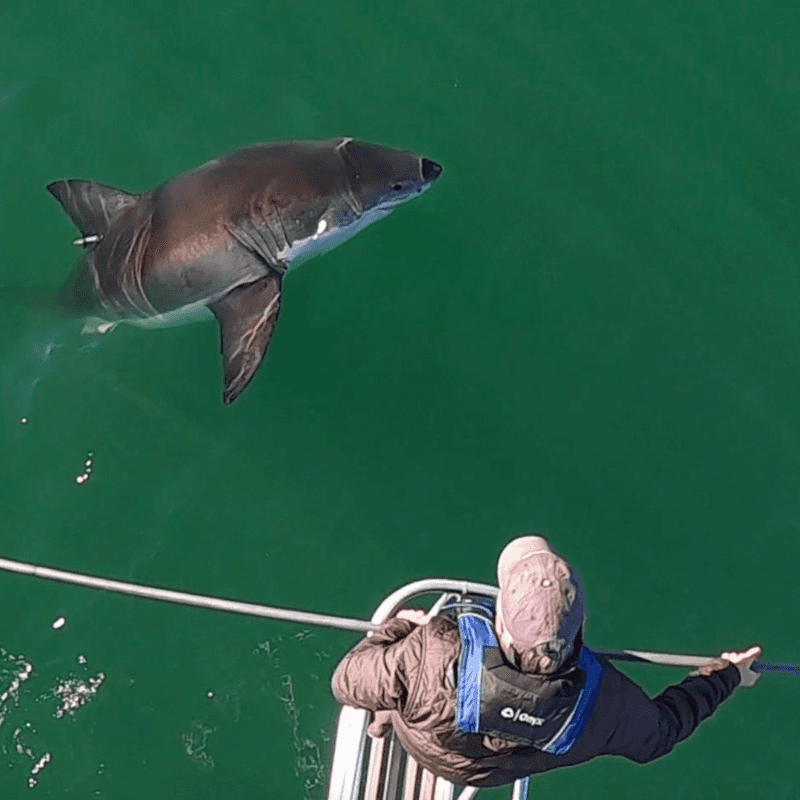 Great White Shark