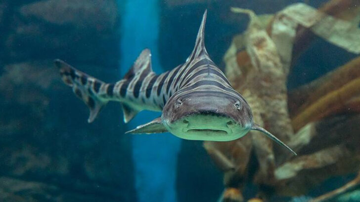 10 Shark Species Racing Toward Extinction—And the Few Fighting Their Way Back