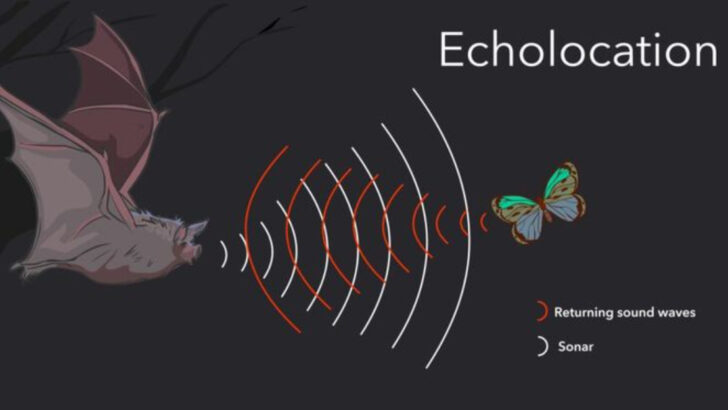 10 Species That Communicate Using Sounds Humans Can’t Hear