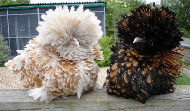 Polish Chicken