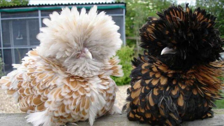 10 Stunning Chicken Breeds That Look Way Too Fancy for the Farm