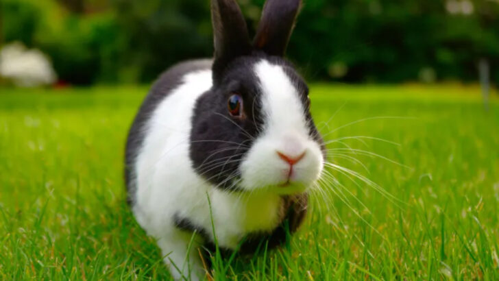 10 Things People Do That Rabbits Secretly Hate