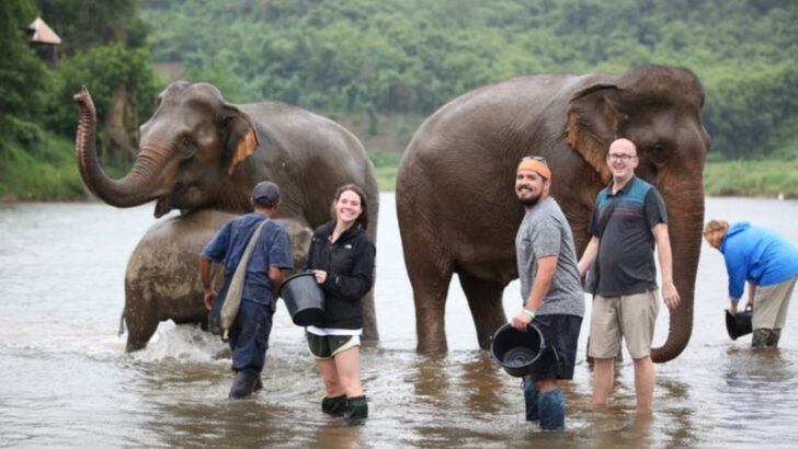 10 Top Elephant Sanctuaries Around the World Where You Can See and Support Elephants Responsibly