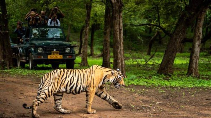 Join a Wildlife Tour