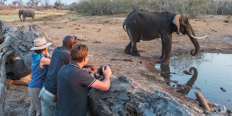 African Elephant