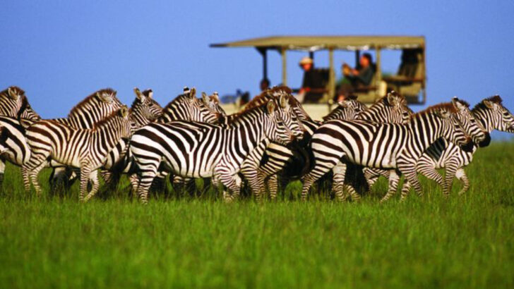 10 Wild Animals That Leave Tourists Stunned on African Safaris