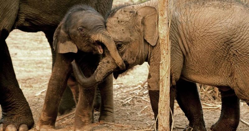 Elephants