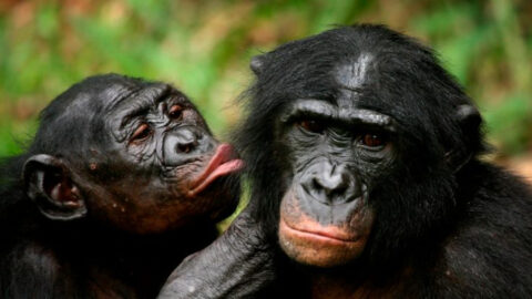 10 Wild Animals That Show Emotion in Ways You’ve Never Seen Before